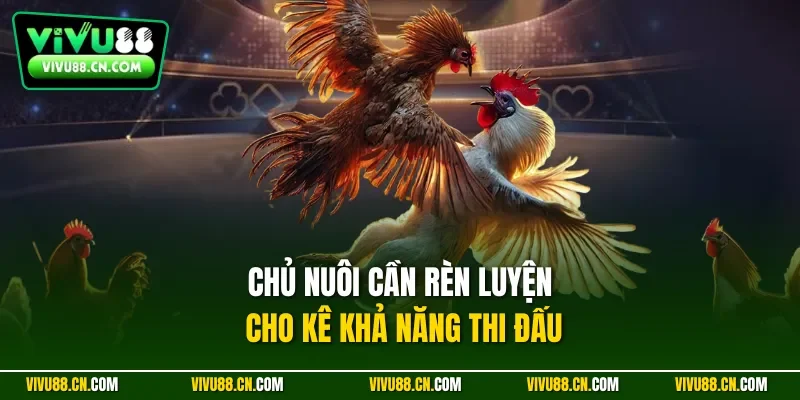 Chủ nuôi cần rèn luyện cho kê khả năng thi đấu