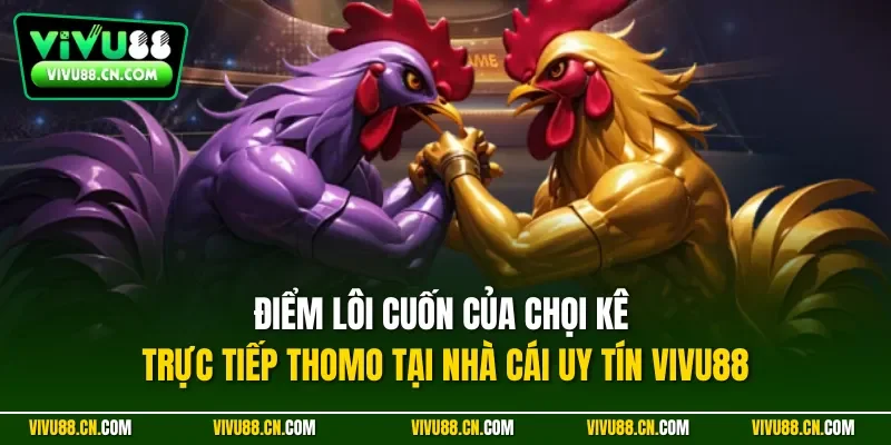 Điểm lôi cuốn của chọi kê trực tiếp Thomo tại nhà cái uy tín VIVU88